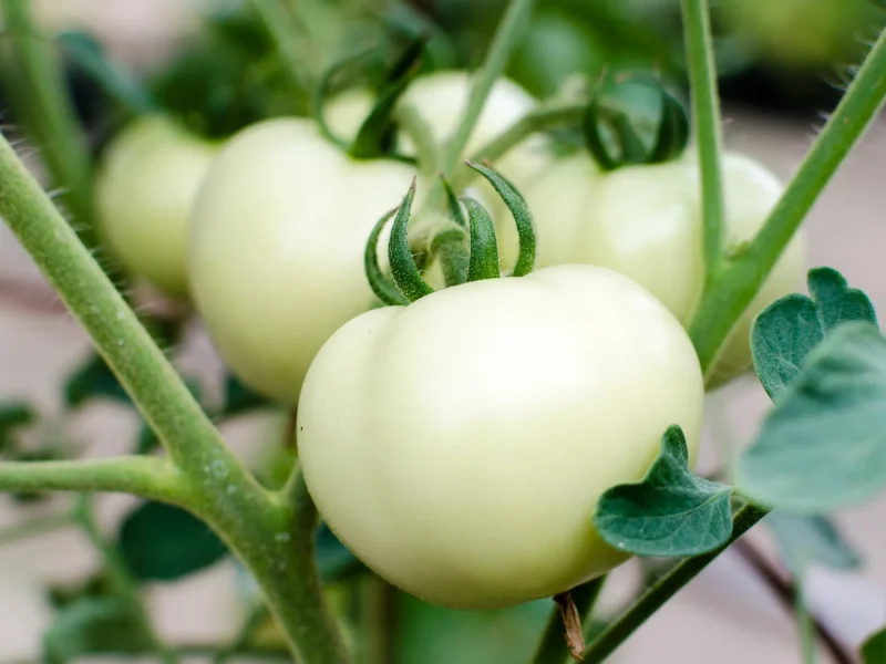 Tomato_Great_White