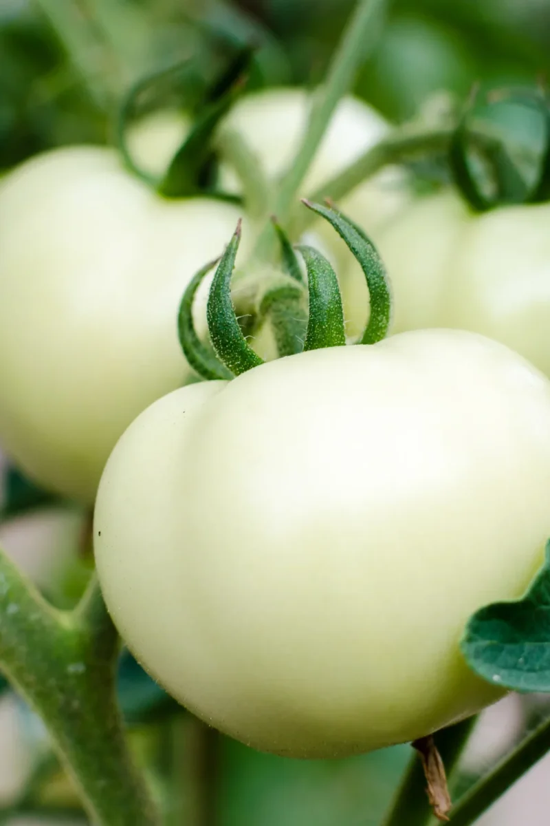 Tomato_Great_White